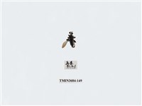 藏品(雙翅目)的圖片